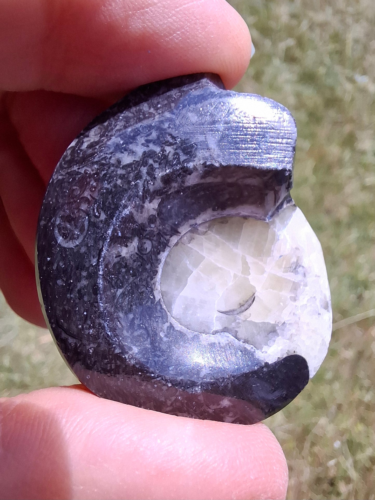 Goniatite, Fossil (Ref: GA7)