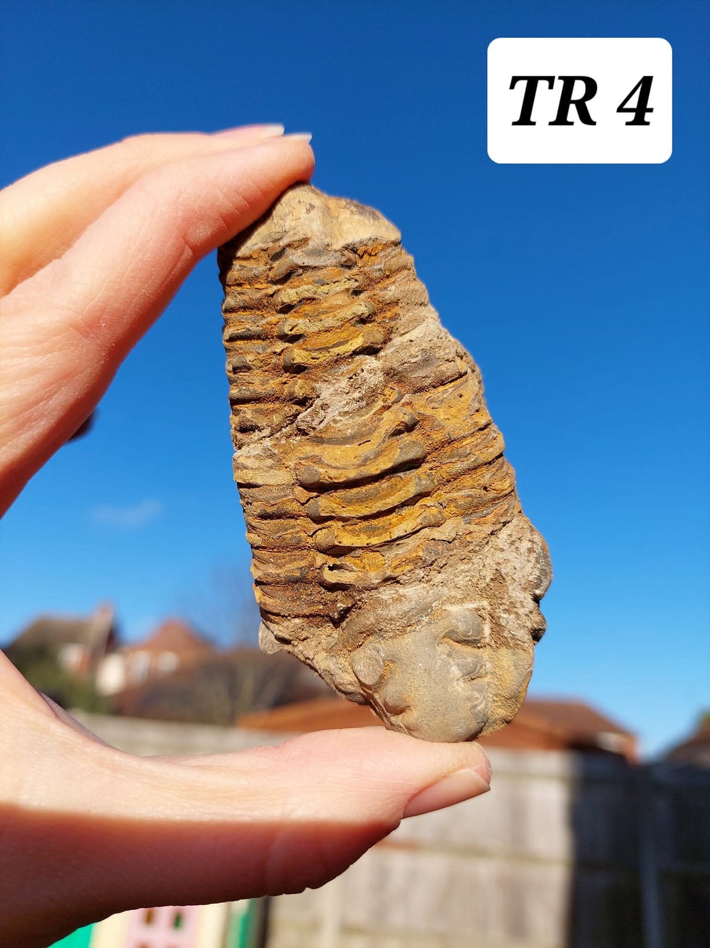 Trilobite (Flexicalymene), 111.00g, Fossil (Ref: TR4)