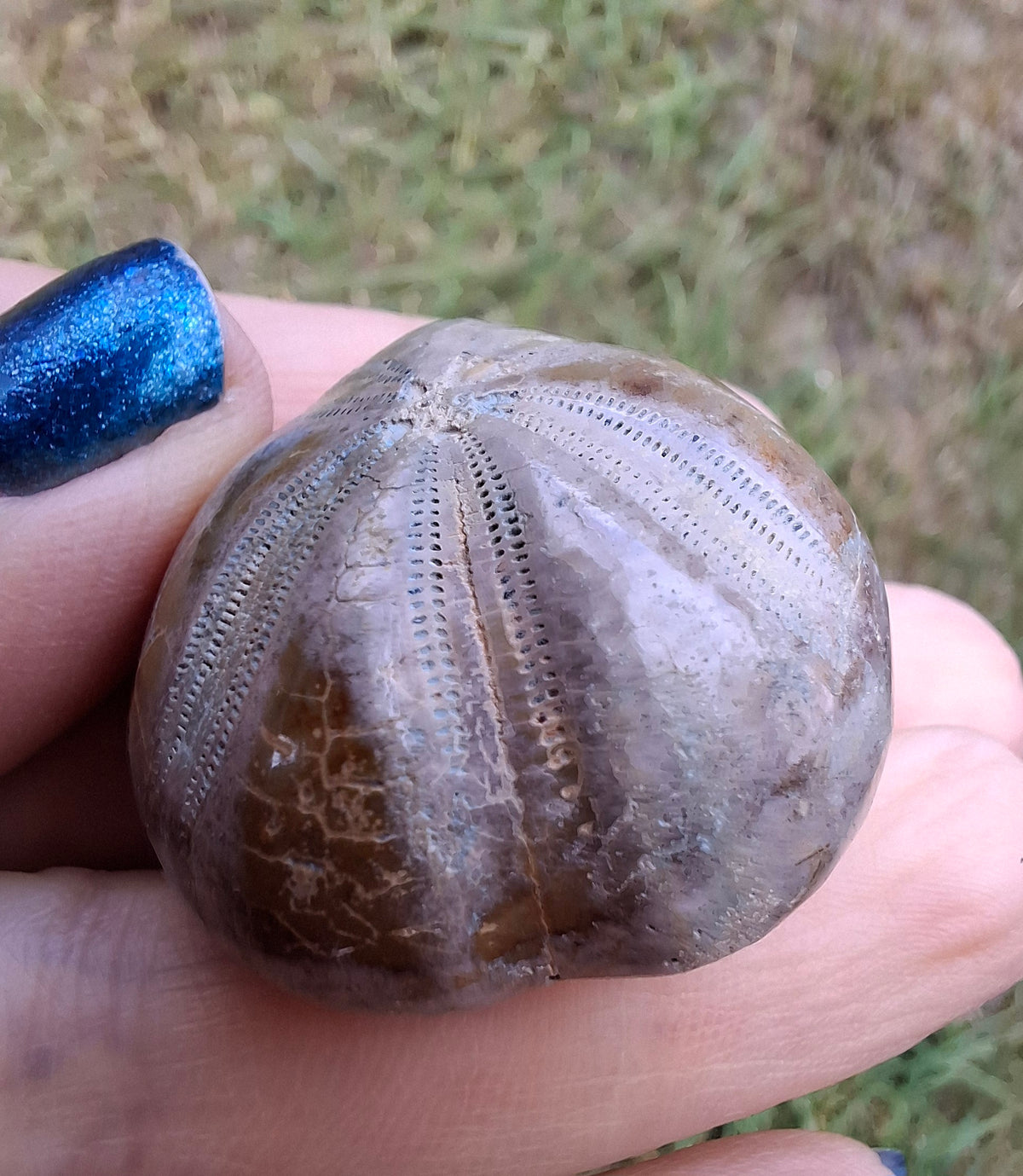 Polished Sea Urchin, Fossil (Ref: SU1)