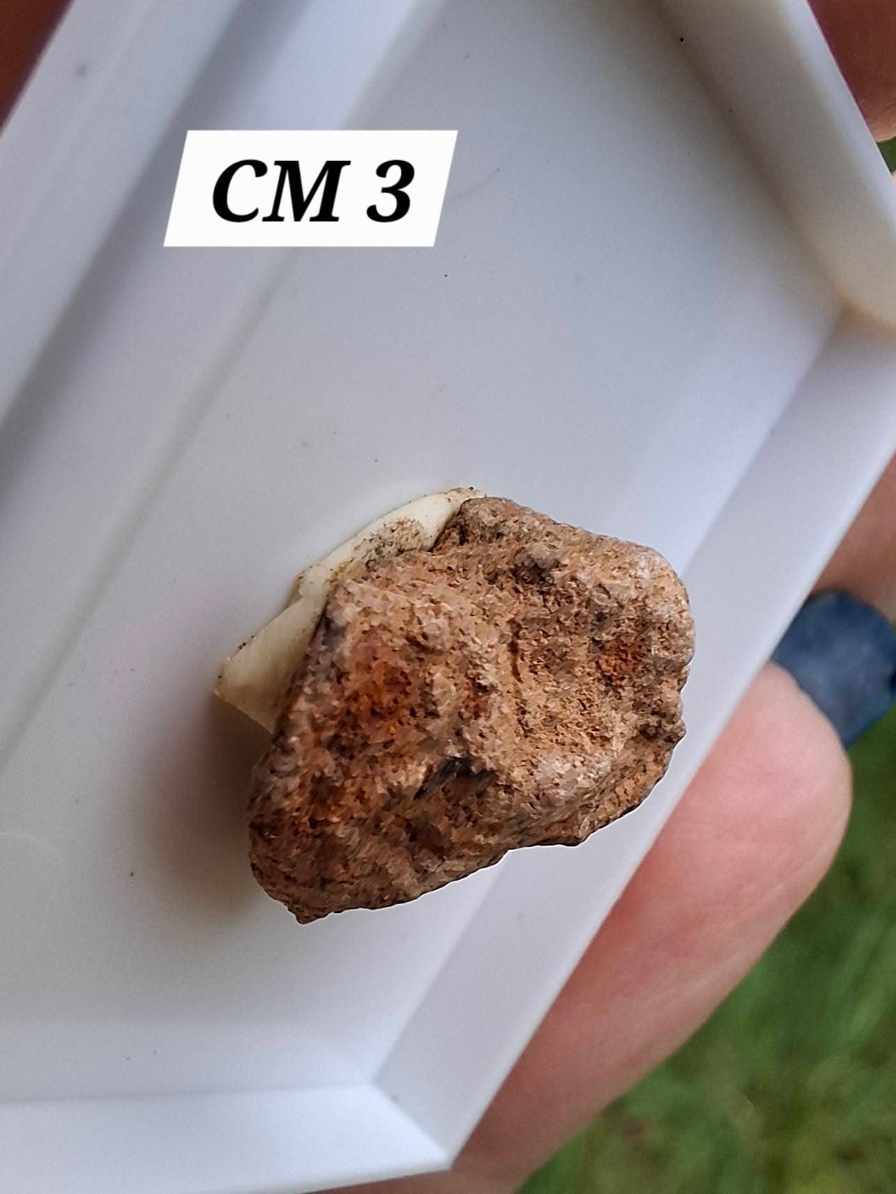 Chondrite, Meteorite (Ref: CM3)