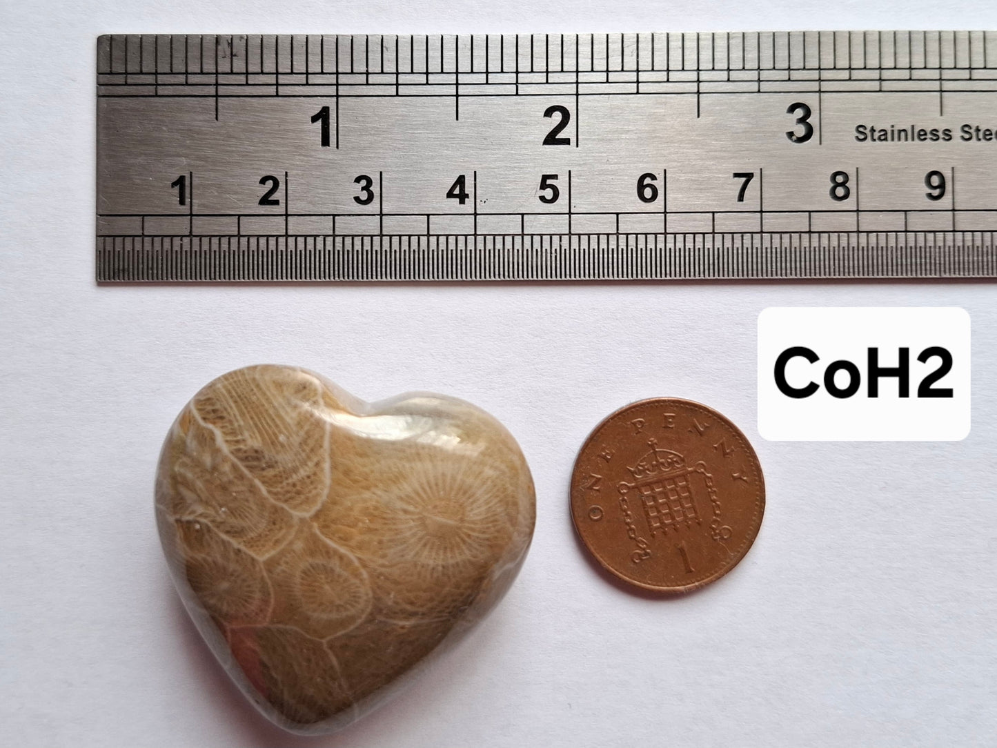 Fossil Coral Heart, (Ref: CoH2)