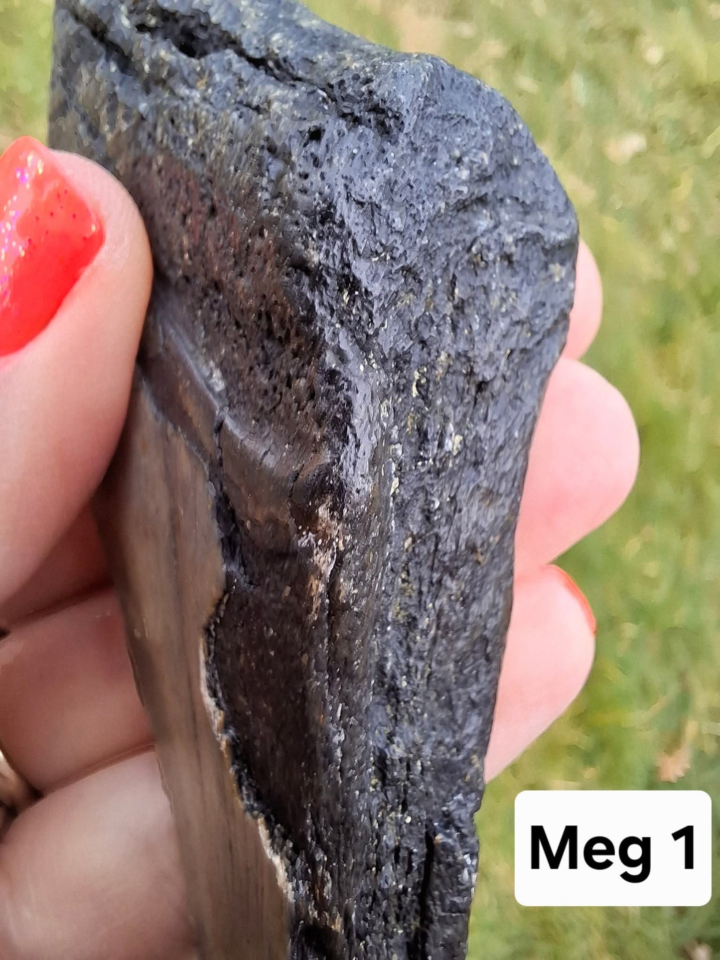 Megalodon (partial) Shark Tooth, 109.68g, Fossil (Ref: Meg1)