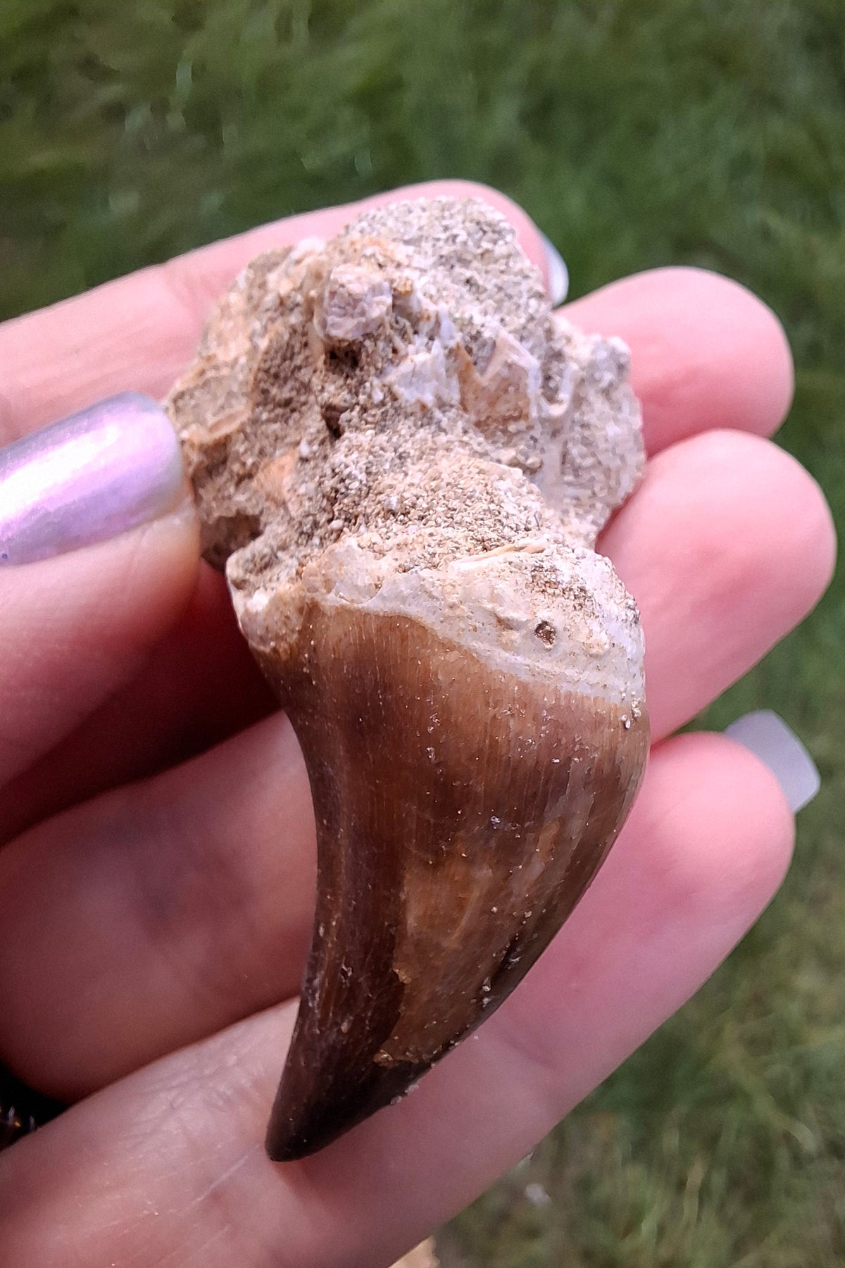 Mosasaurus Tooth with matrix, Fossil, (Ref: MTM1)