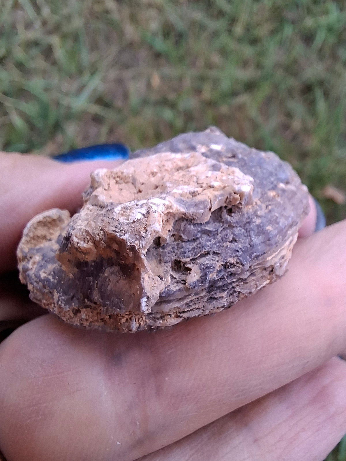 Chalcedony Oyster, Fossil (Ref: FO3)