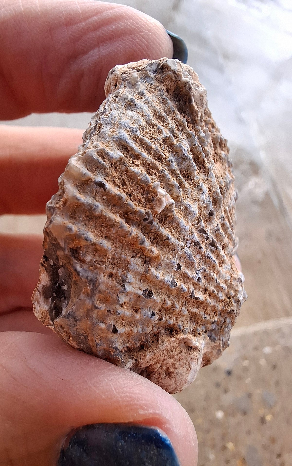 Chalcedony Oyster, Fossil (Ref: FO2)