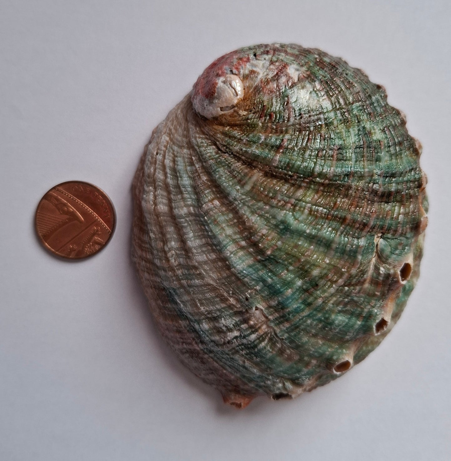 Abalone Shell, (Ref: SH2)