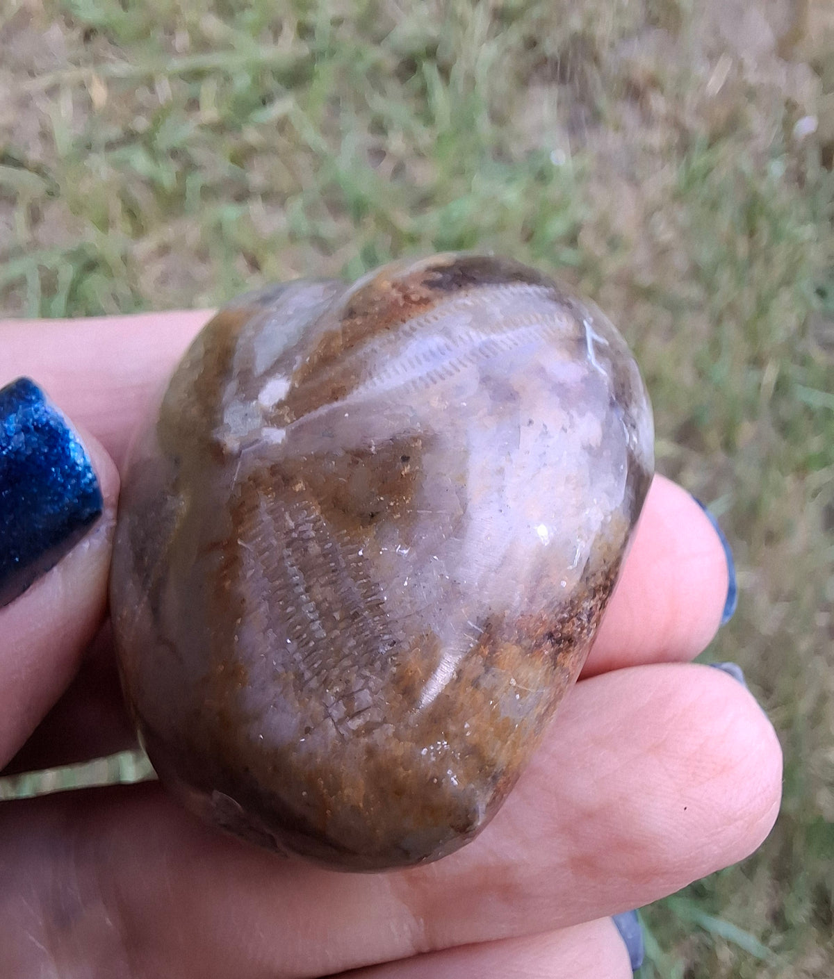 Polished Sea Urchin, Fossil (Ref: SU3)