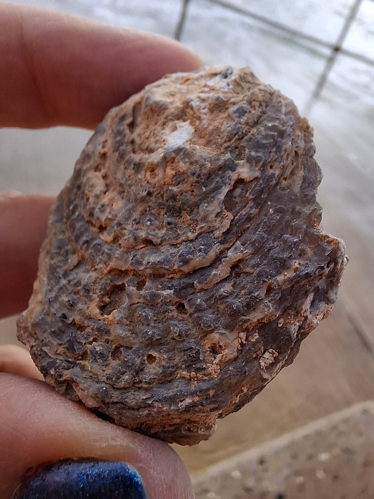 Chalcedony Oyster, Fossil (Ref: FO3)