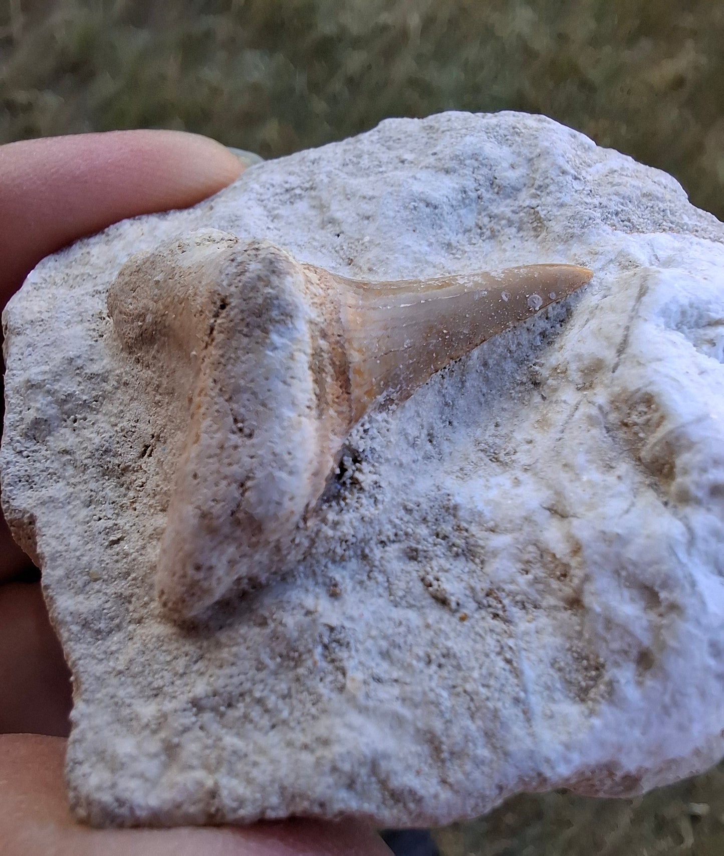Otodus Shark Tooth in Rock, Fossil (Ref: OT2)