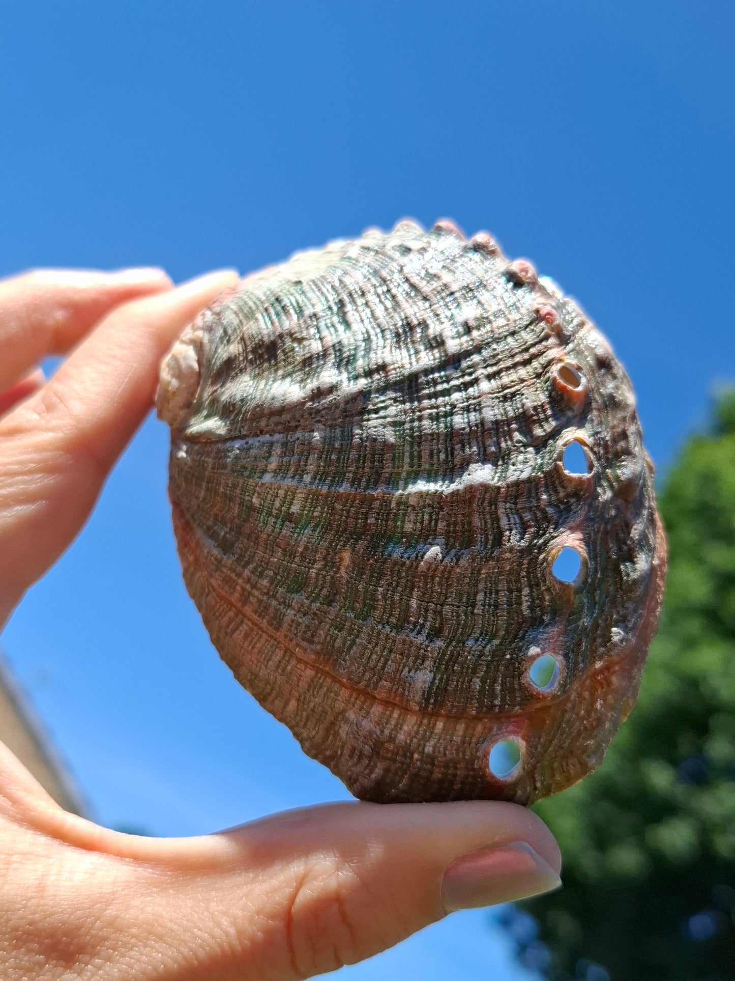 Abalone Shell, (Ref: SH1)