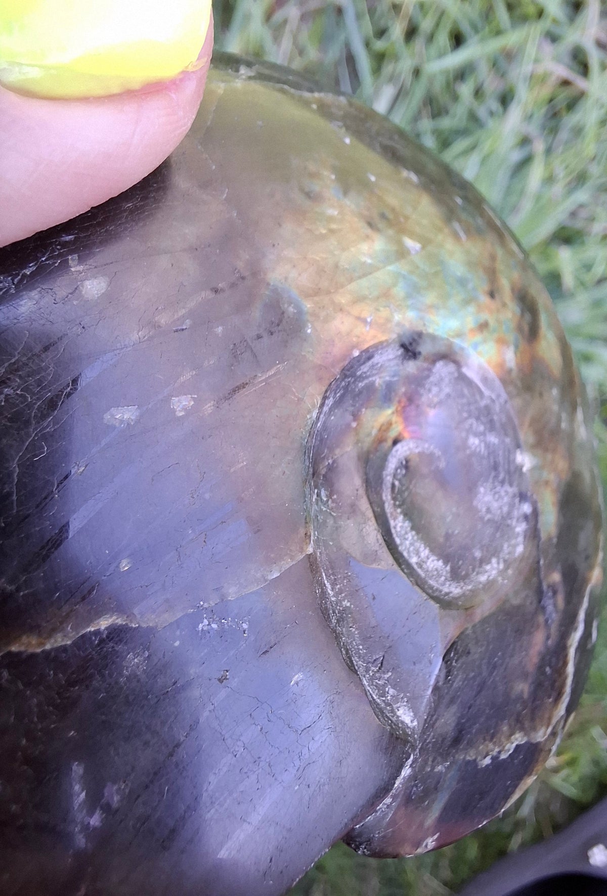 Labradorite Ammonite Carving, 160.21g, Crystal (Ref: laba4)
