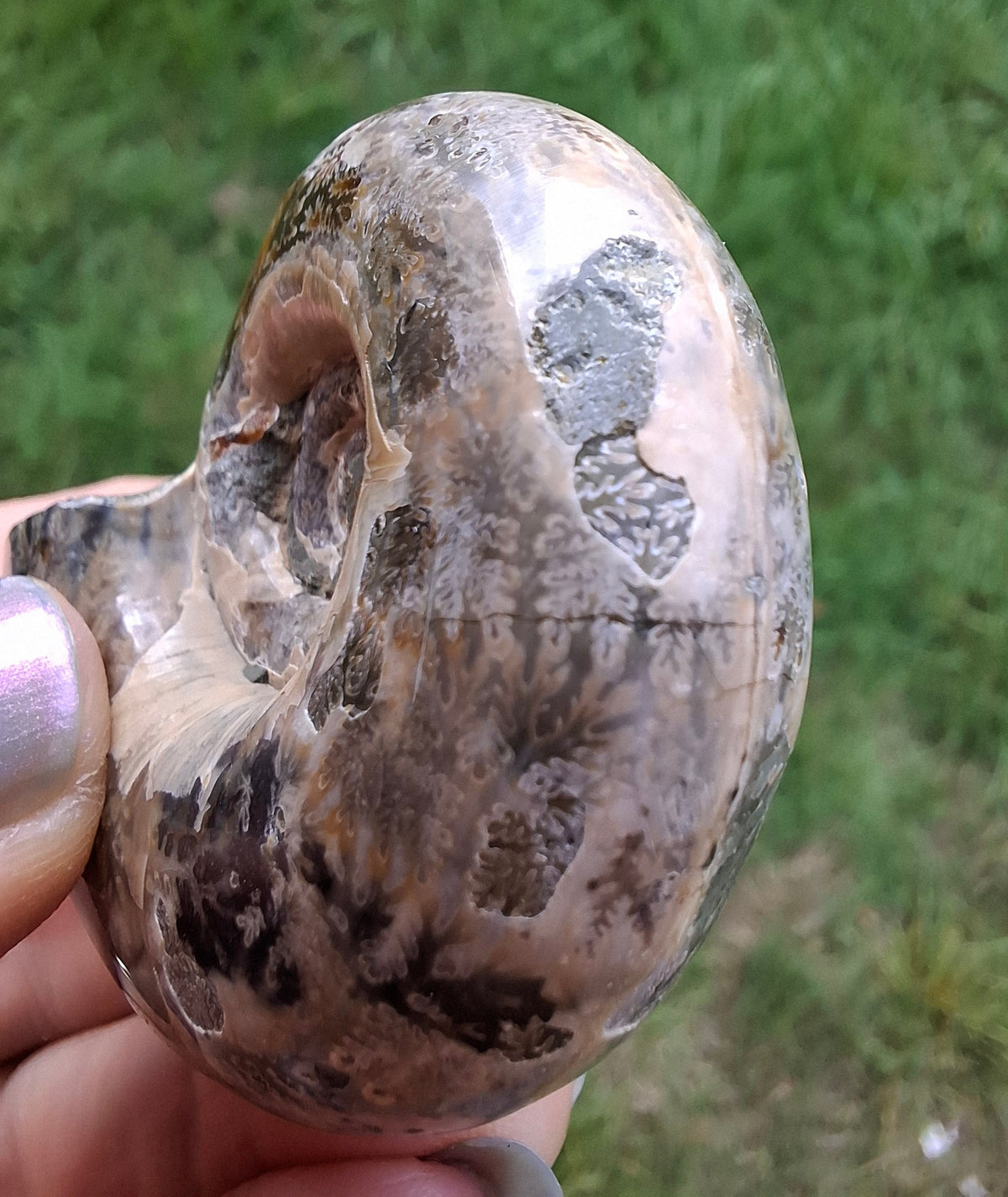 Polished Ammonite, Fossil (Ref: AMM1)