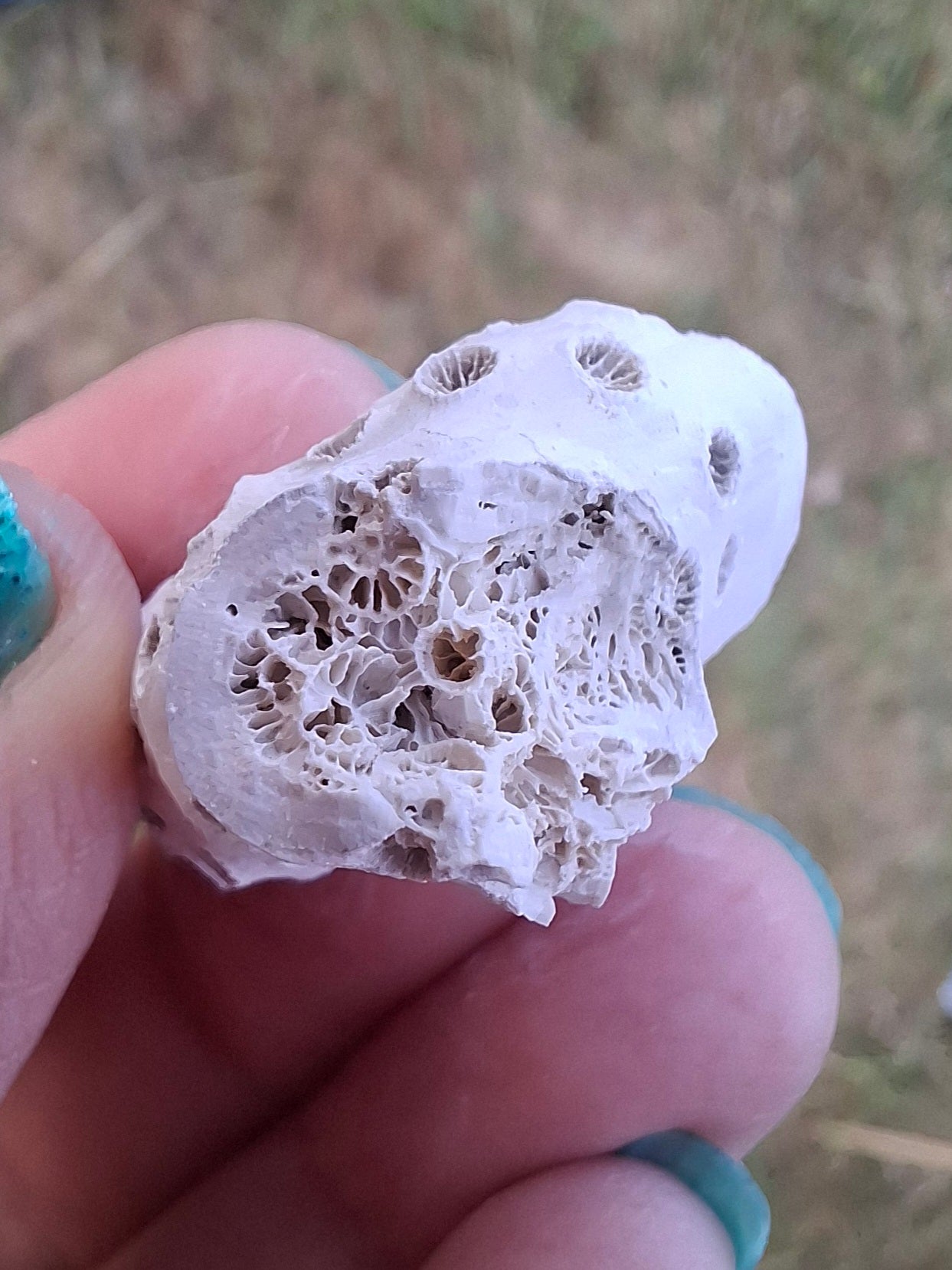 Fossil Coral, (Ref: FC1)
