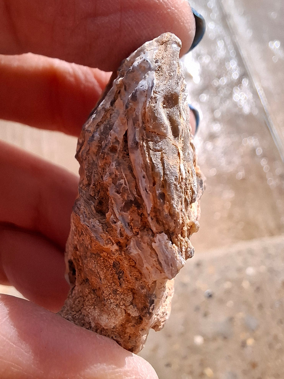Chalcedony Oyster, Fossil (Ref: FO6)