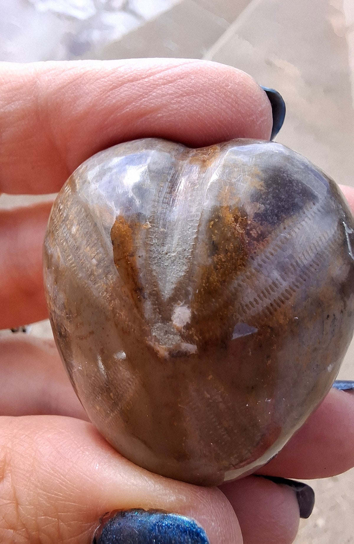 Polished Sea Urchin, Fossil (Ref: SU3)