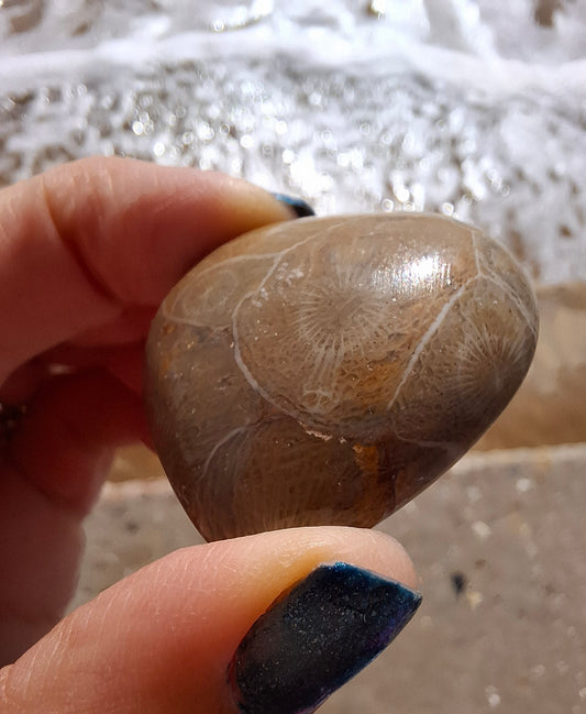 Fossil Coral Heart, (Ref: CoH2)