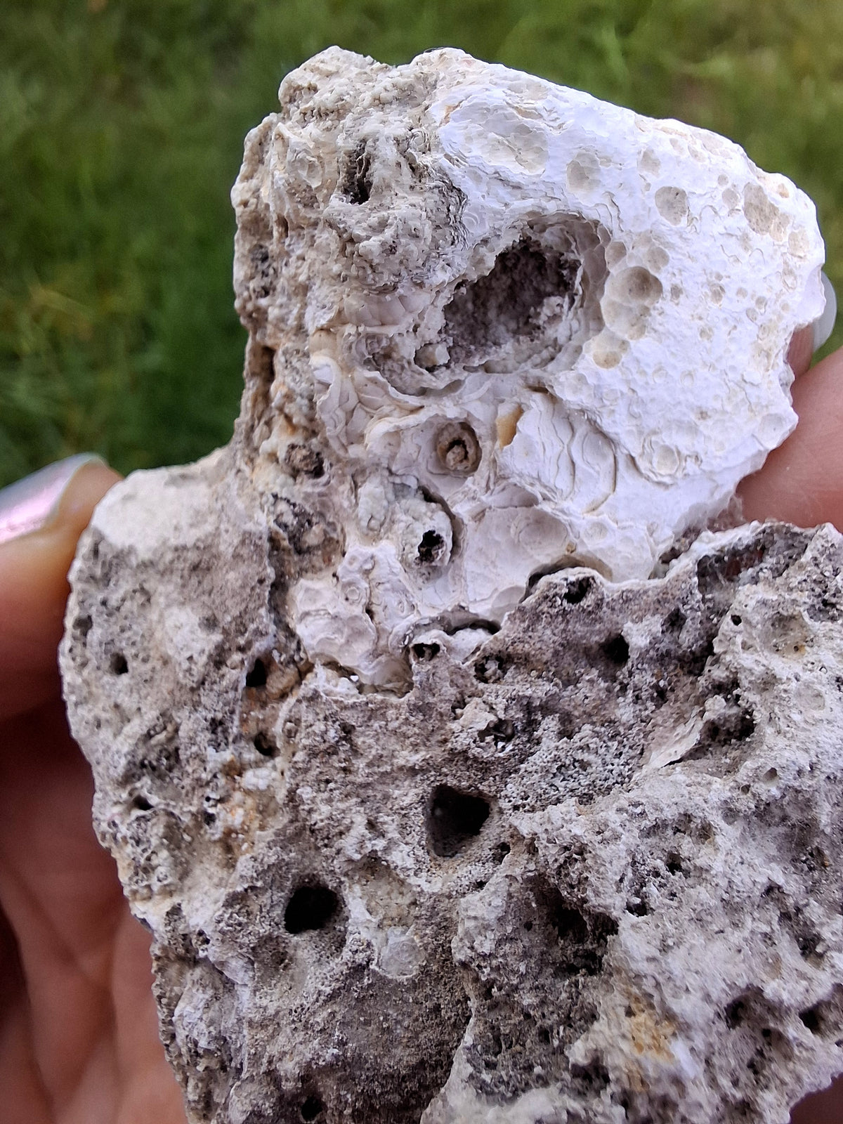 Fossilised Coral replaced by Chalcedony/Agate, Fossil (Ref: FCA1)