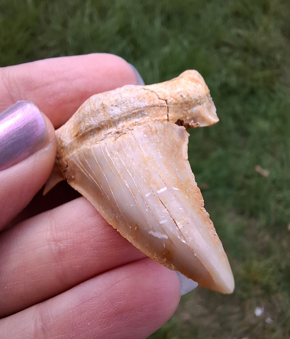 Otodus Shark Tooth, Fossil (Ref: OT6)
