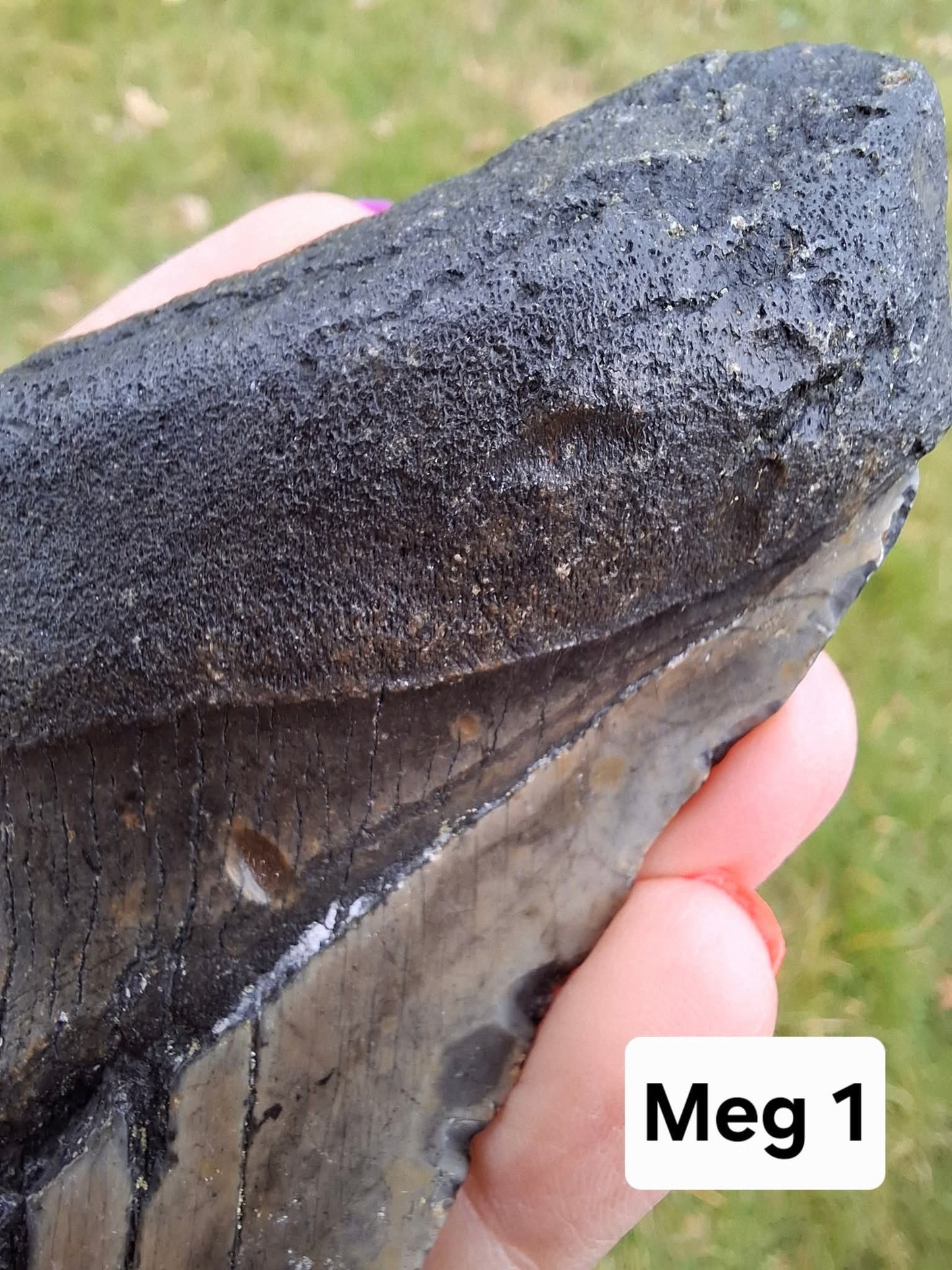 Megalodon (partial) Shark Tooth, 109.68g, Fossil (Ref: Meg1)