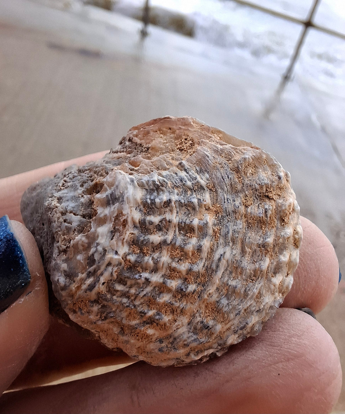 Chalcedony Oyster, Fossil (Ref: FO10)