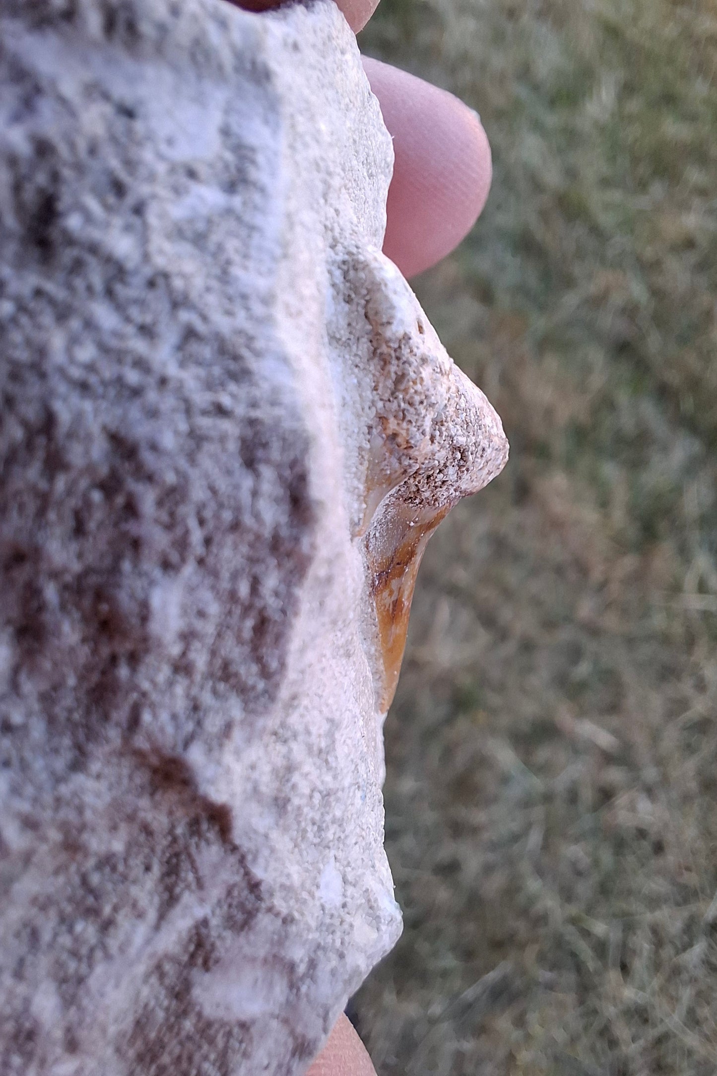 Otodus Shark Tooth in rock, Fossil (Ref: OT1)