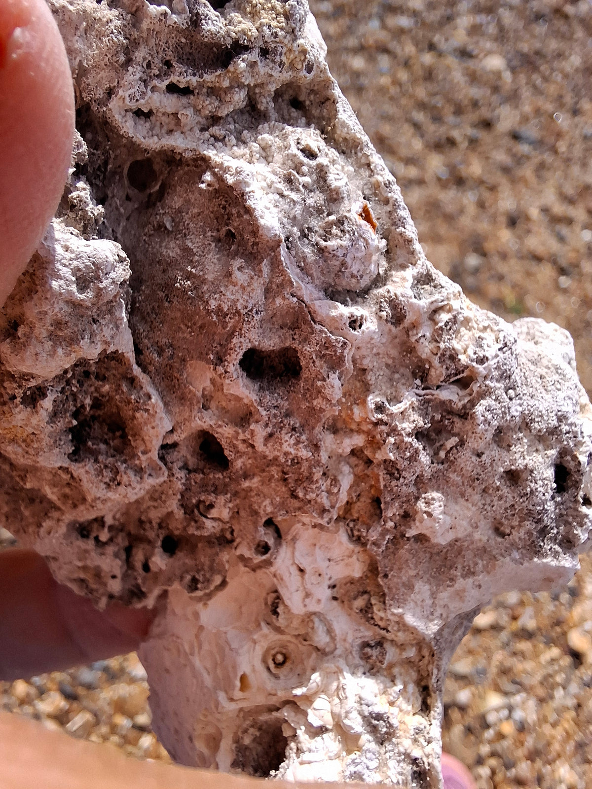 Fossilised Coral replaced by Chalcedony/Agate, Fossil (Ref: FCA1)