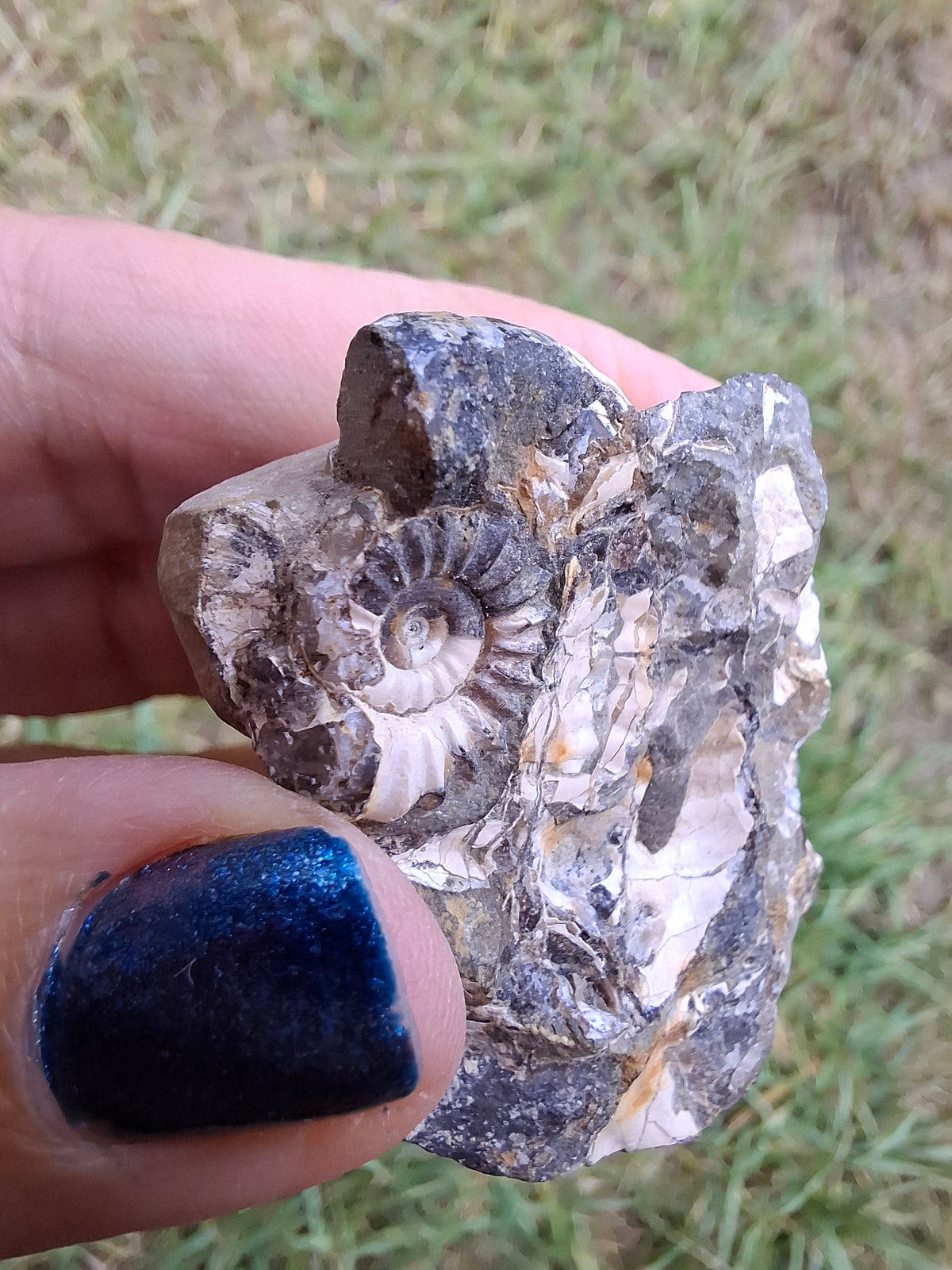 Ammonite Cluster, Fossil (Ref: ACL3)