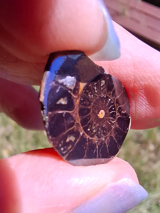 Small Haematite Ammonite HALF, 1.36g, Fossil (Ref: MA12)