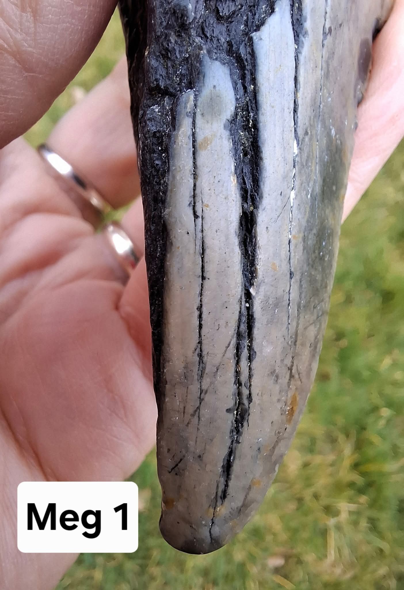 Megalodon (partial) Shark Tooth, 109.68g, Fossil (Ref: Meg1)