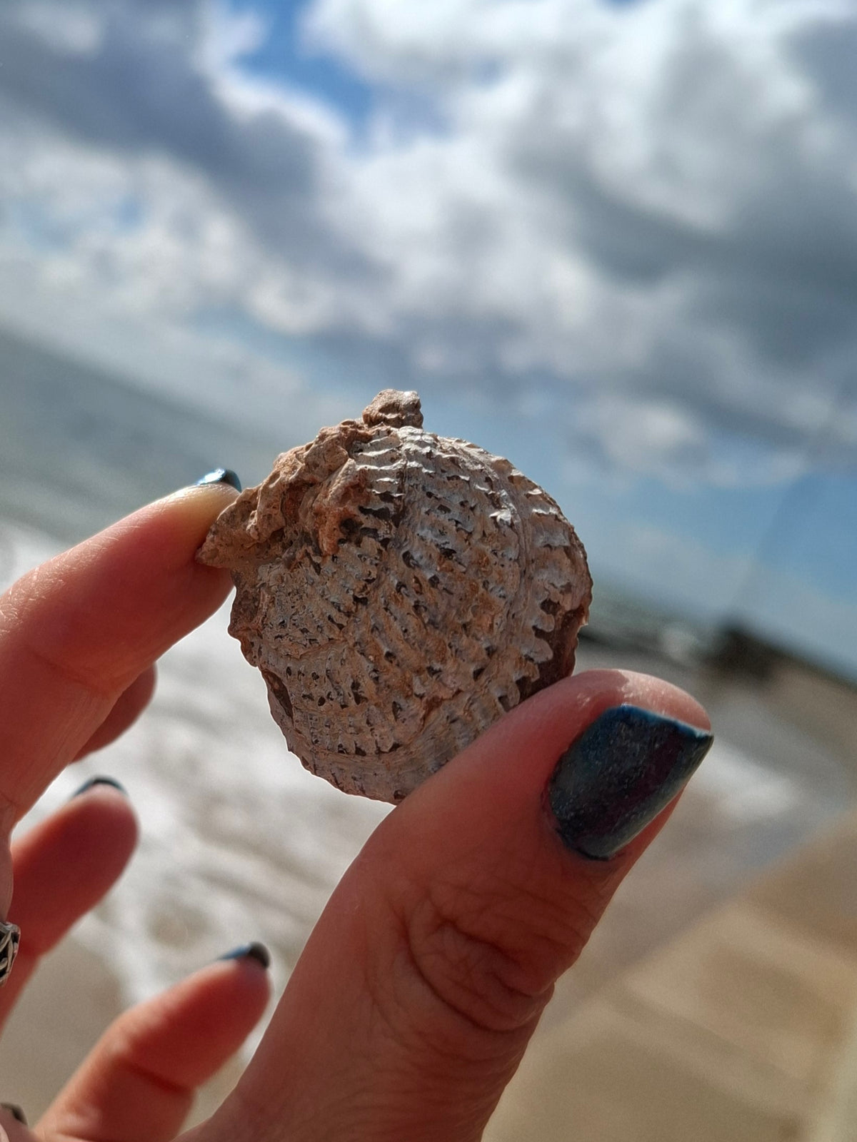 Chalcedony Oyster, Fossil (Ref: FO1)