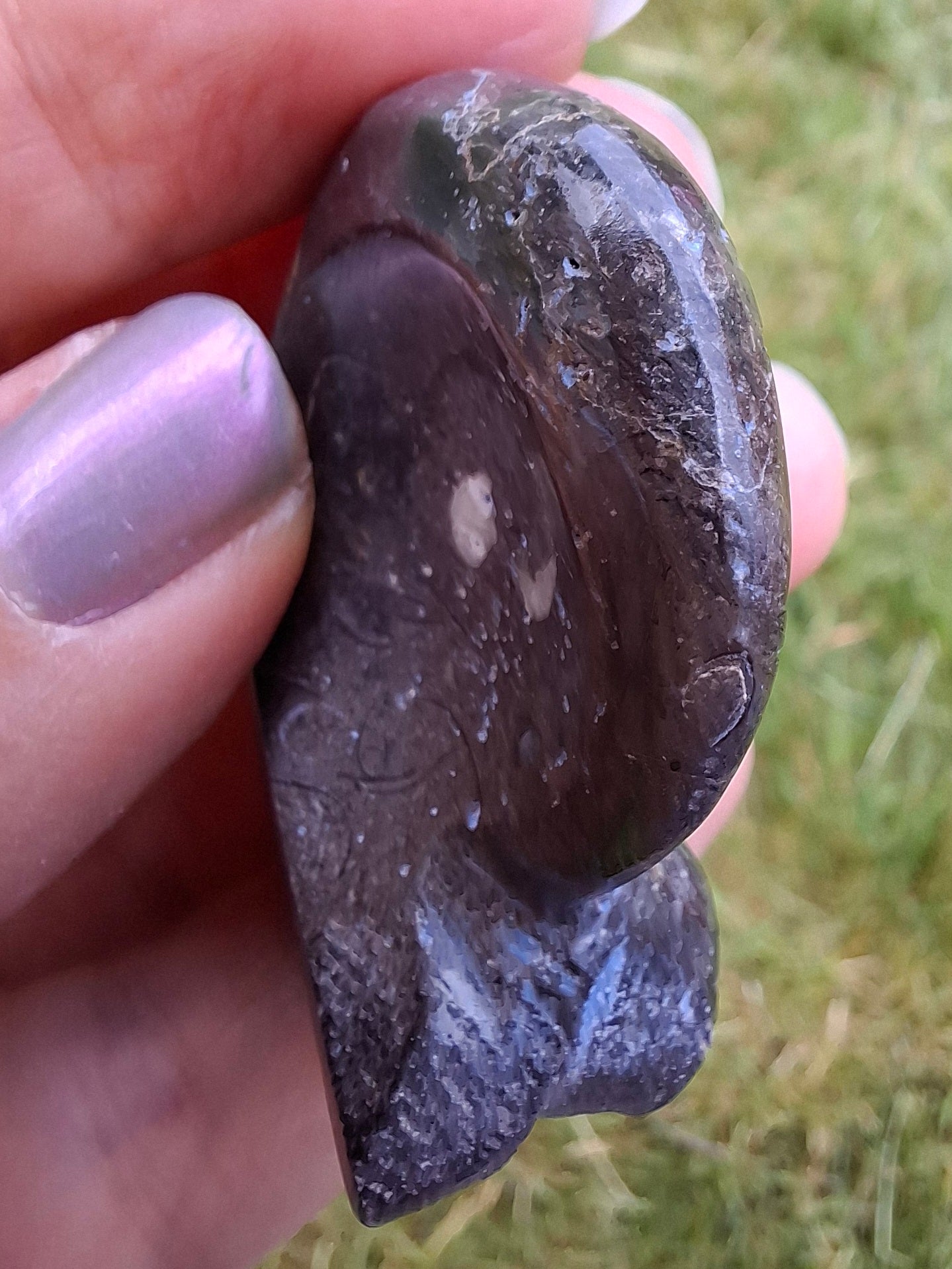 Goniatite, Fossil (Ref: GA8)