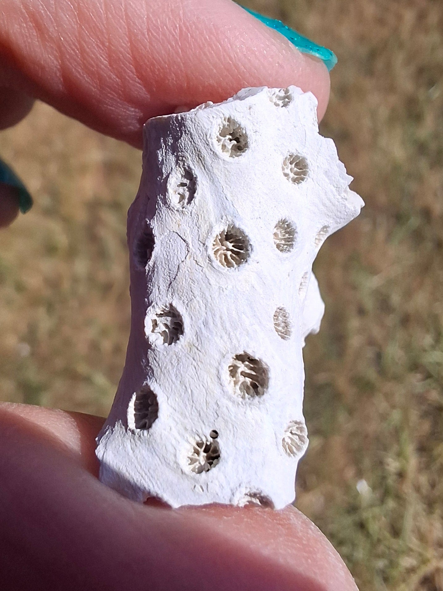Fossil Coral, (Ref: FC1)