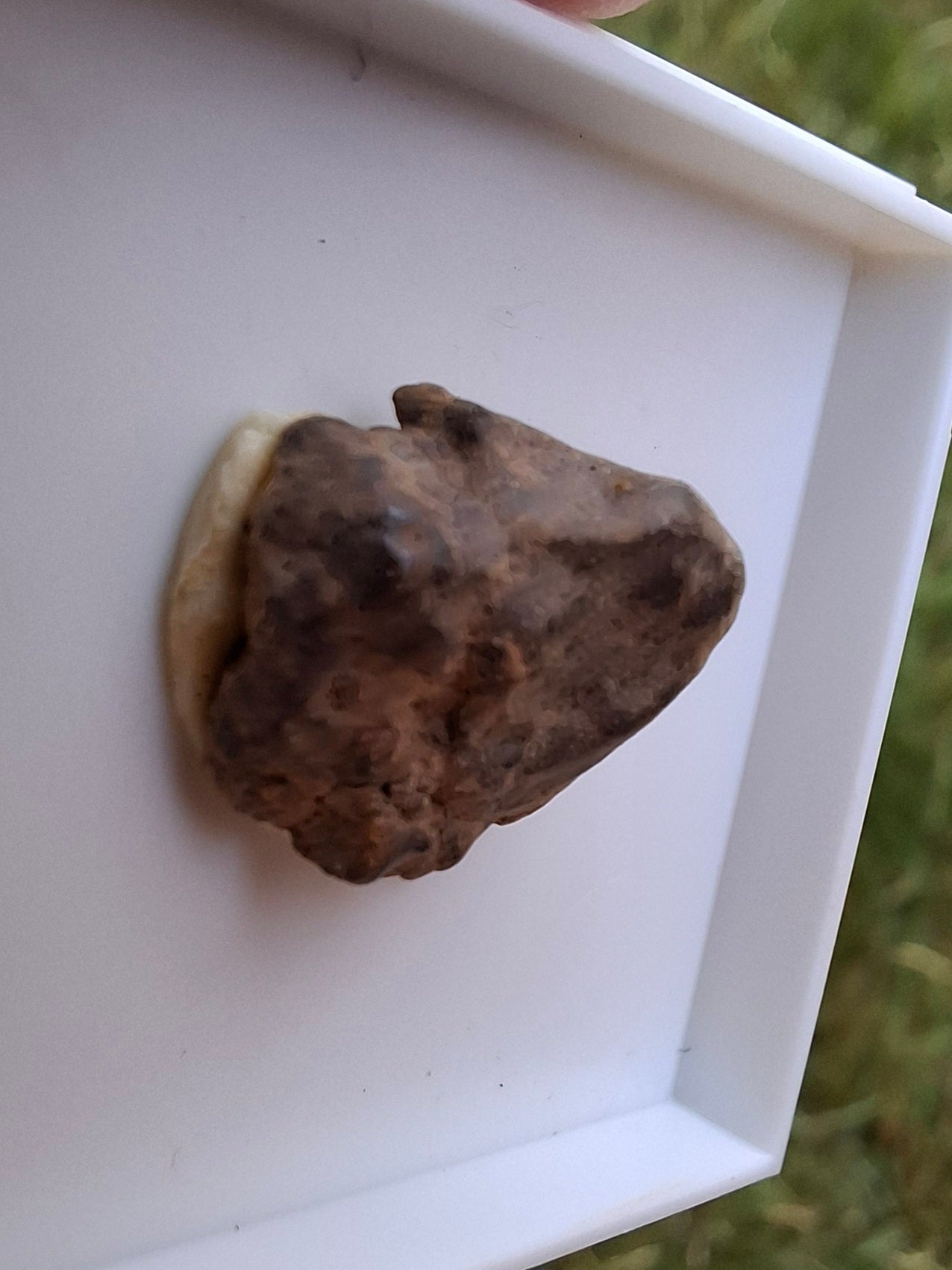 Chondrite, Meteorite (Ref: CM5)