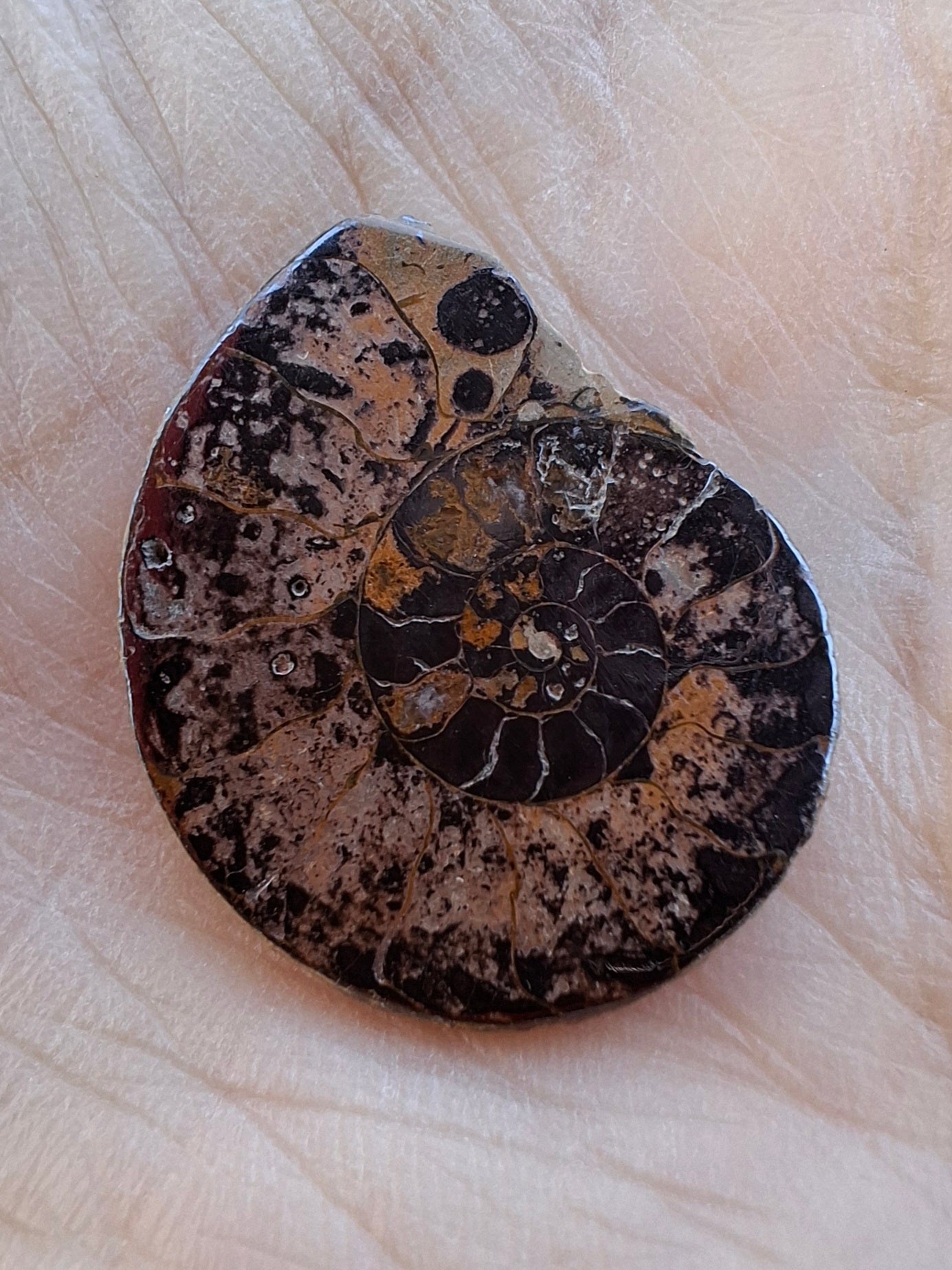Small Haematite Ammonite HALF, 1.78g, Fossil (Ref: MA4)