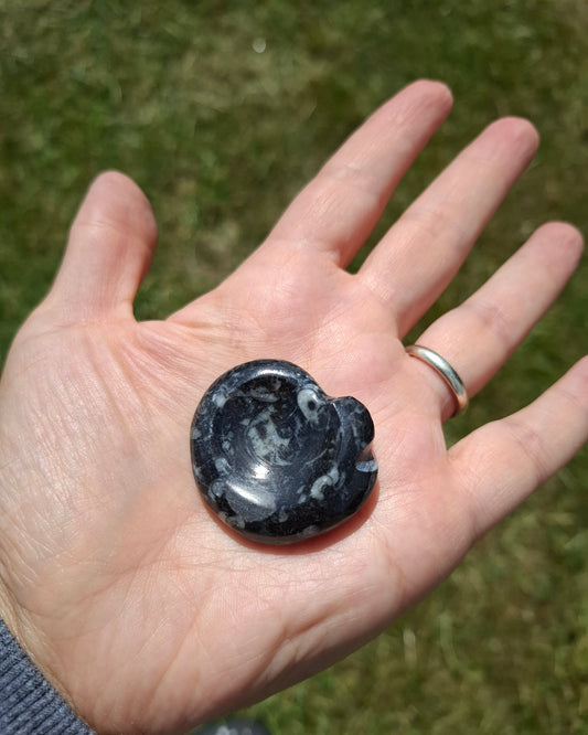 Goniatite, Fossil (Ref: GA2)