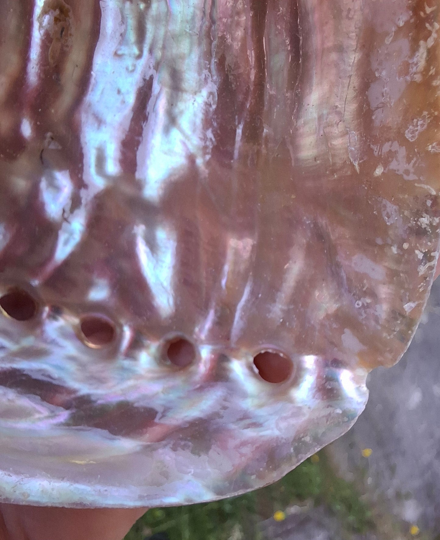 Abalone Shell, (Ref: SH3)