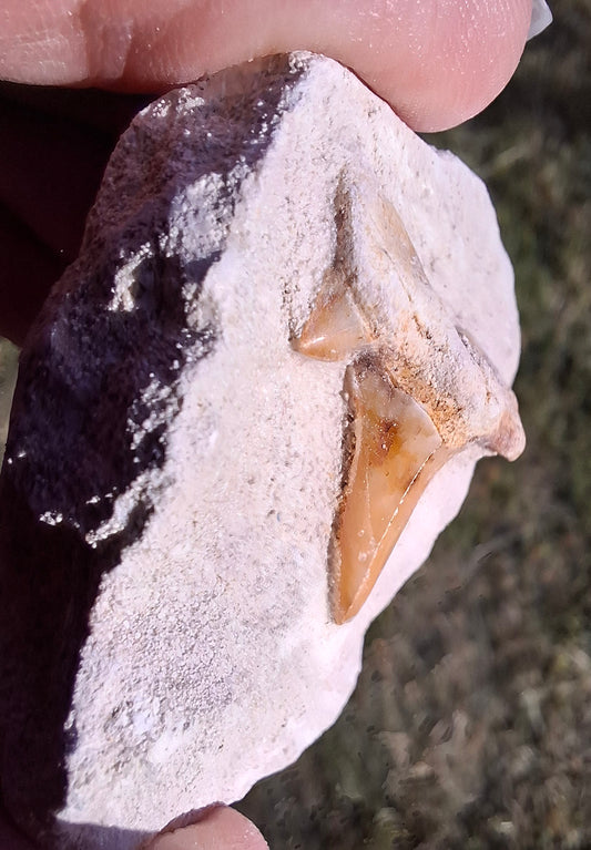 Otodus Shark Tooth, Fossil (Ref: OT4)