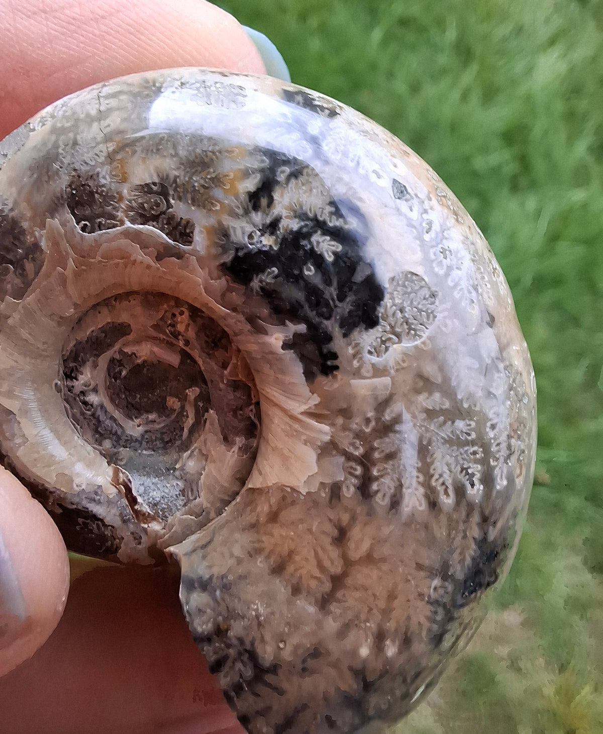 Polished Ammonite, Fossil (Ref: AMM1)