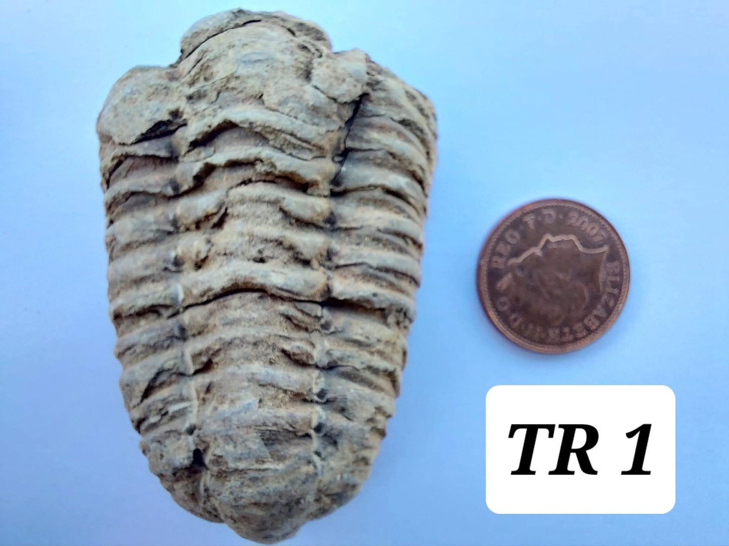 Trilobite (Flexicalymene), 47.00g, Fossil (Ref: TR1)