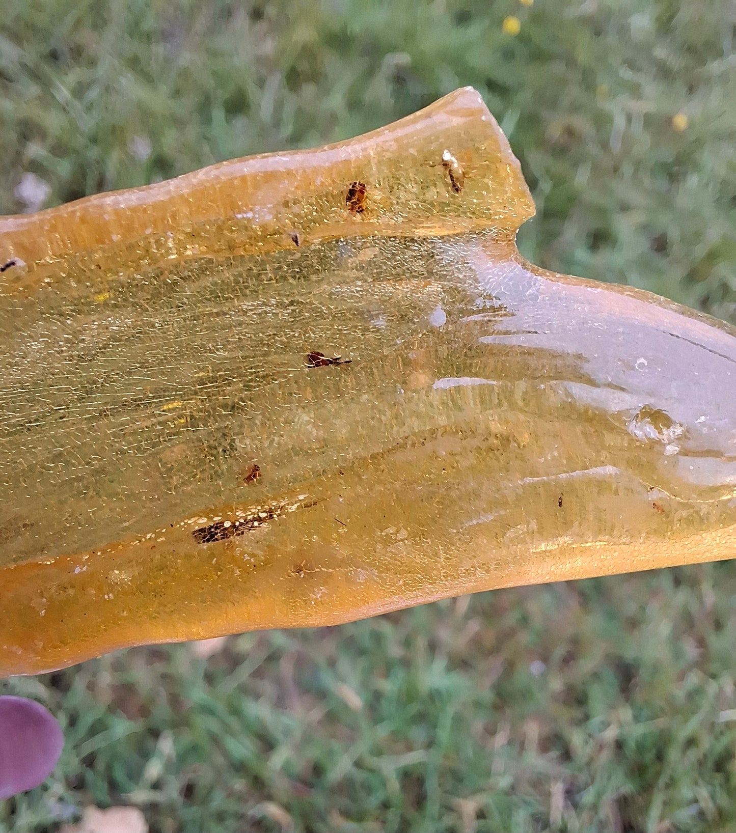 Copal Young Amber with INSECTS inside, 10.79g, Fossil (Ref: CA14)