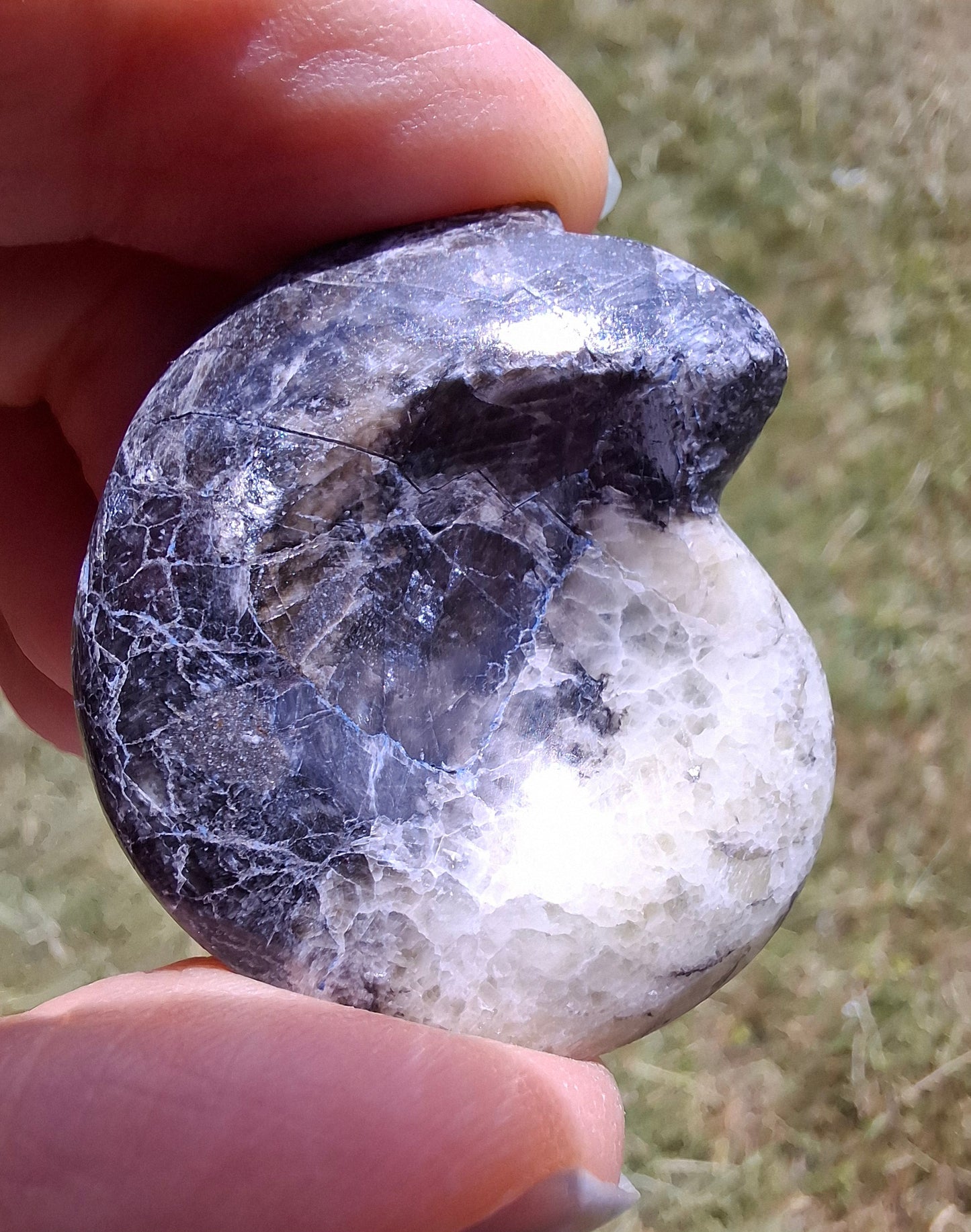 Goniatite, Fossil (Ref: GA3)