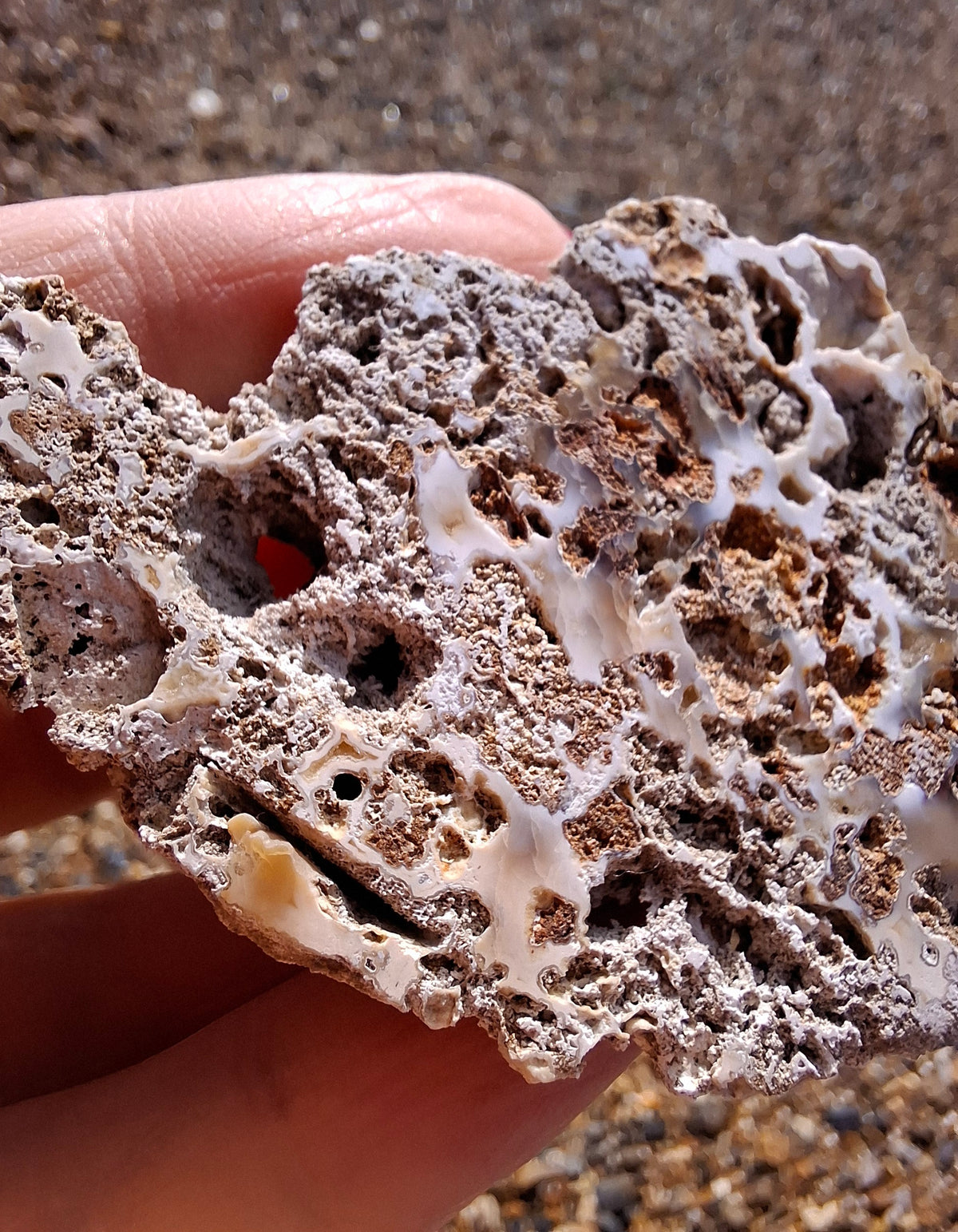 Fossilised Coral replaced by Chalcedony/Agate, Fossil (Ref: FCA2)