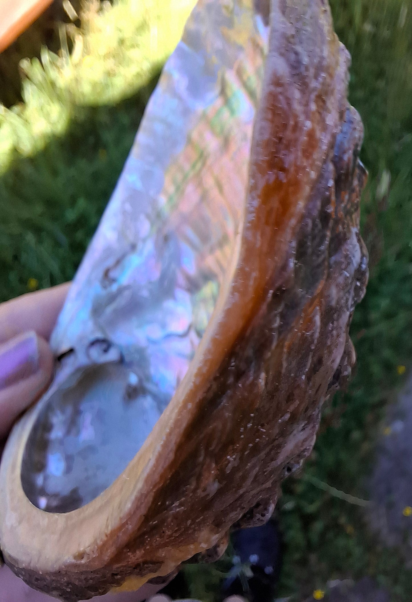 Abalone Shell, (Ref: SH1)
