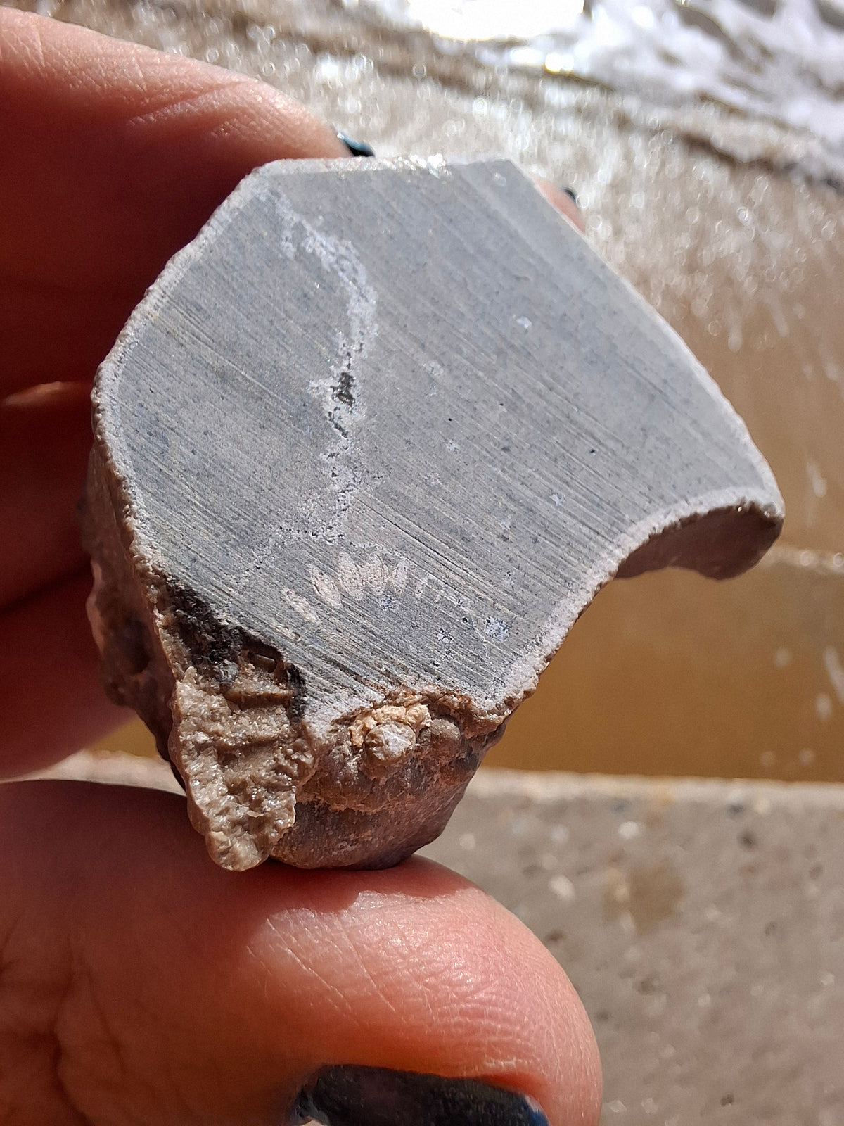 Ammonite Cluster, Fossil (Ref: ACL1)
