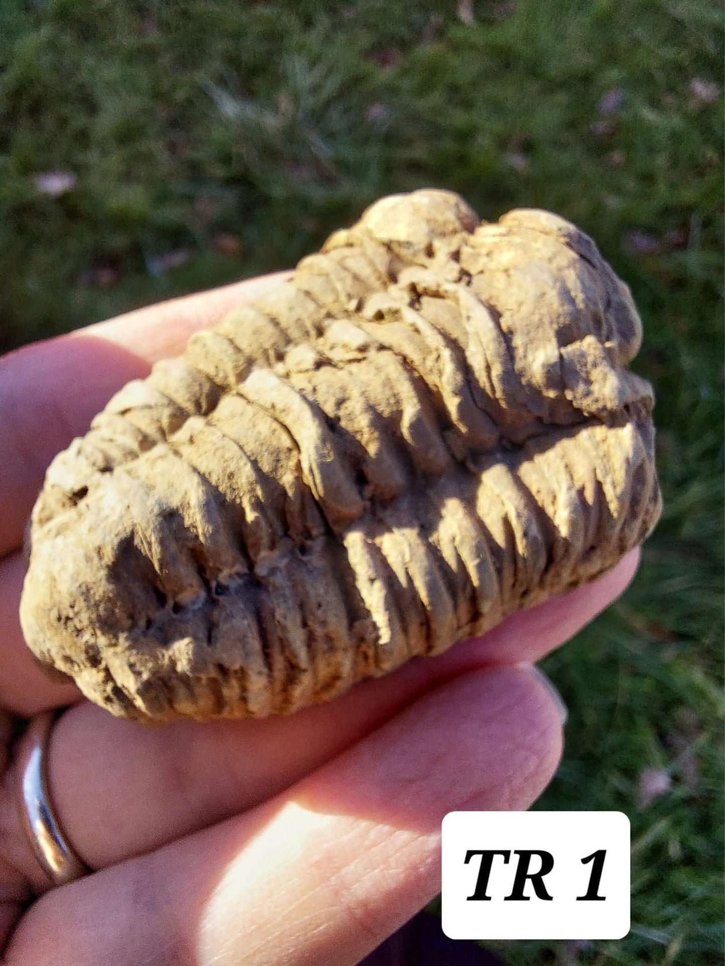 Trilobite (Flexicalymene), 47.00g, Fossil (Ref: TR1)