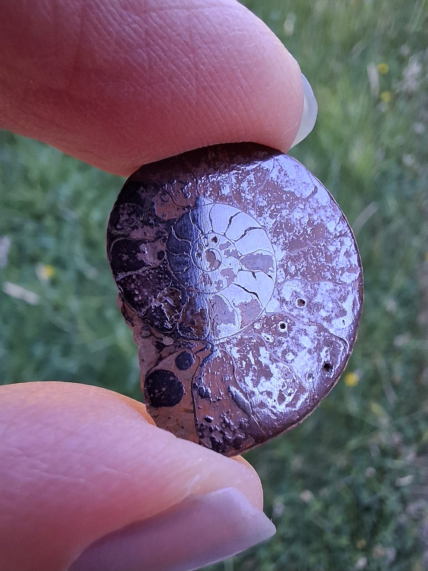 Small Haematite Ammonite HALF, 1.78g, Fossil (Ref: MA4)