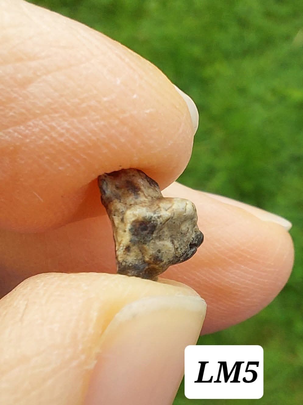Lunar Meteorite, 0.32g, 'Moon Rock' (Ref: LM5)
