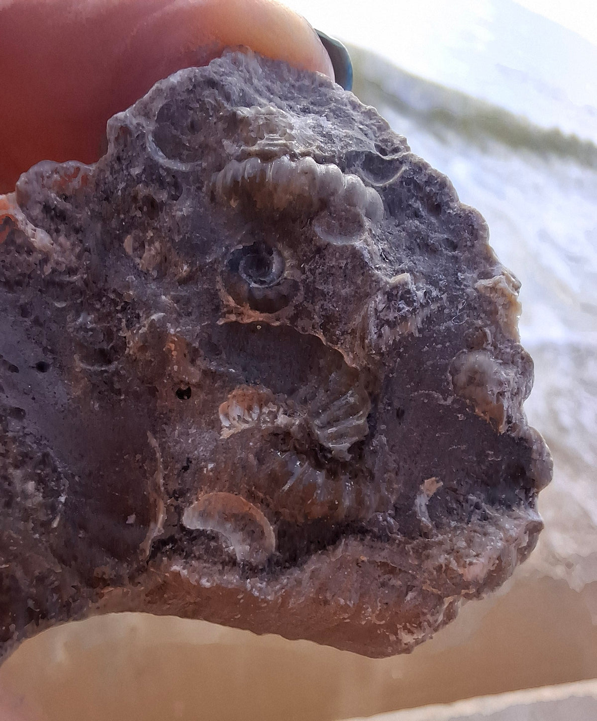 Ammonite Cluster, Fossil (Ref: ACL1)