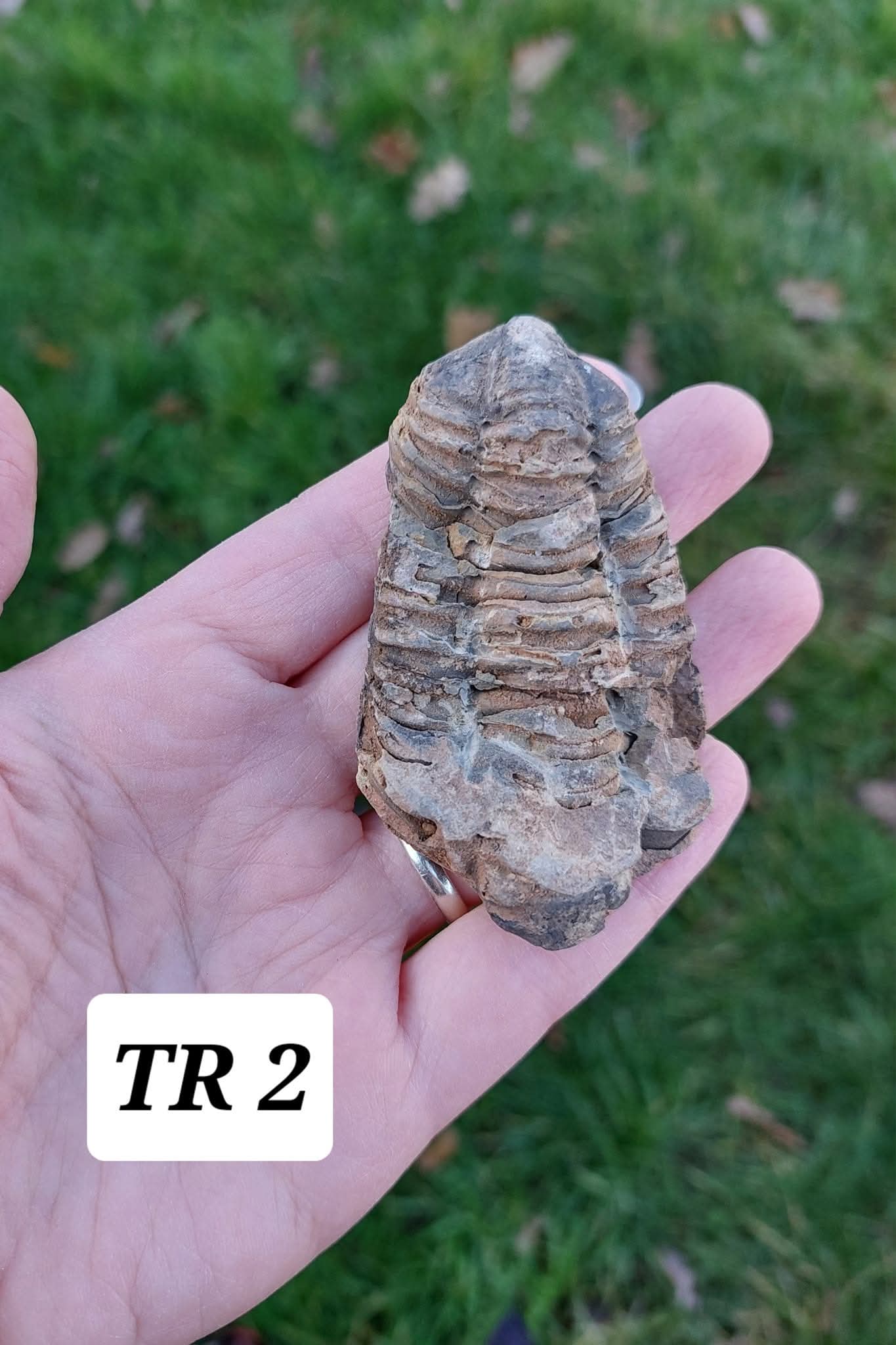Trilobite (Flexicalymene), 62.33g, Fossil (Ref: TR2)