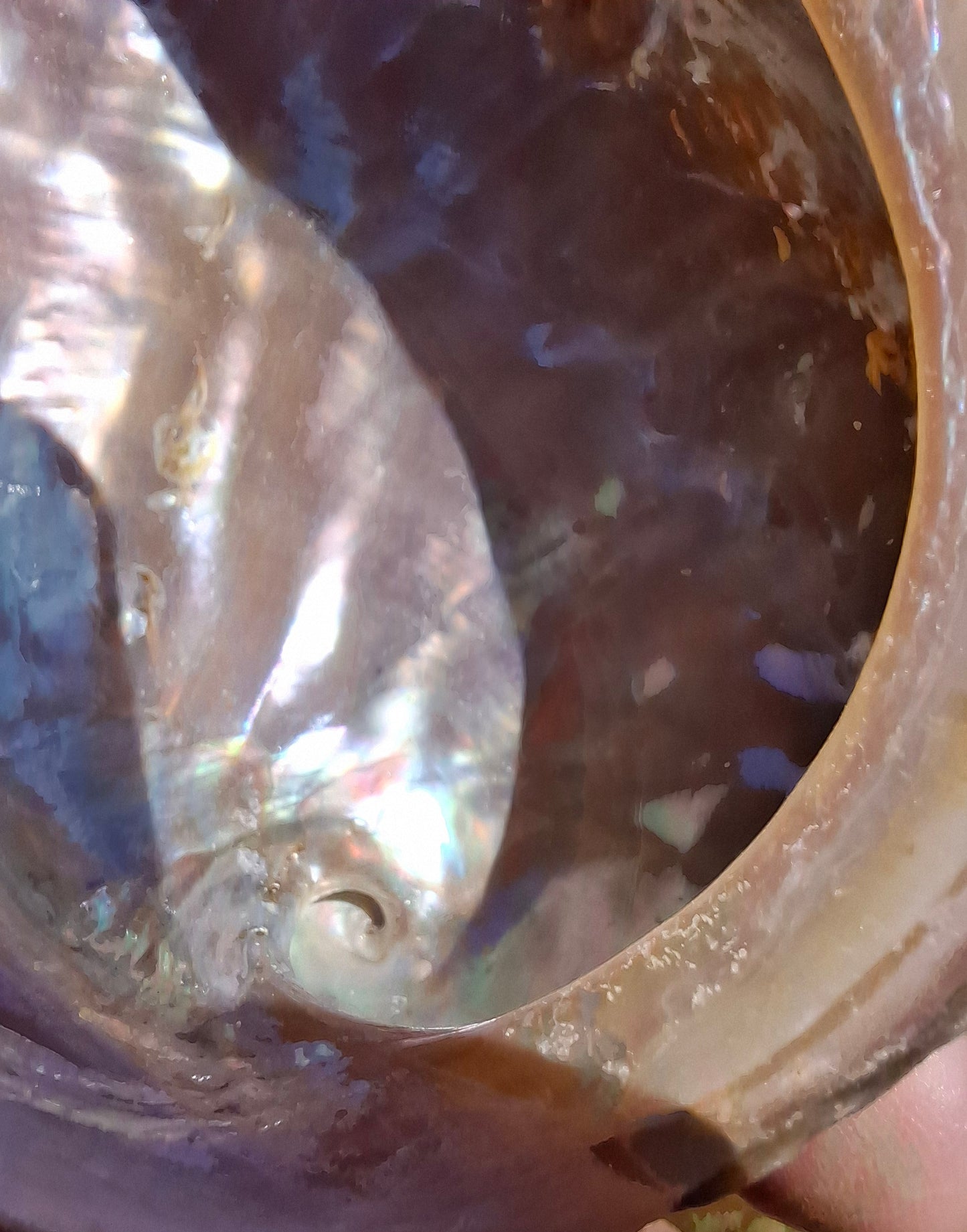Abalone Shell, (Ref: SH3)